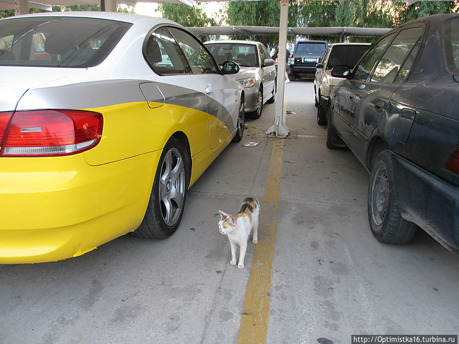 Кошечки, собачки и прочая живность в Бодруме Бодрум, Турция Кошечки, собачки и прочая живность в Бодруме Бодрум, Турция