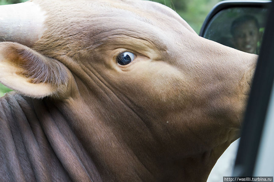 Будьте любезны, Ваши права, документы на машину... Будьте любезны, Ваши права, документы на машину...