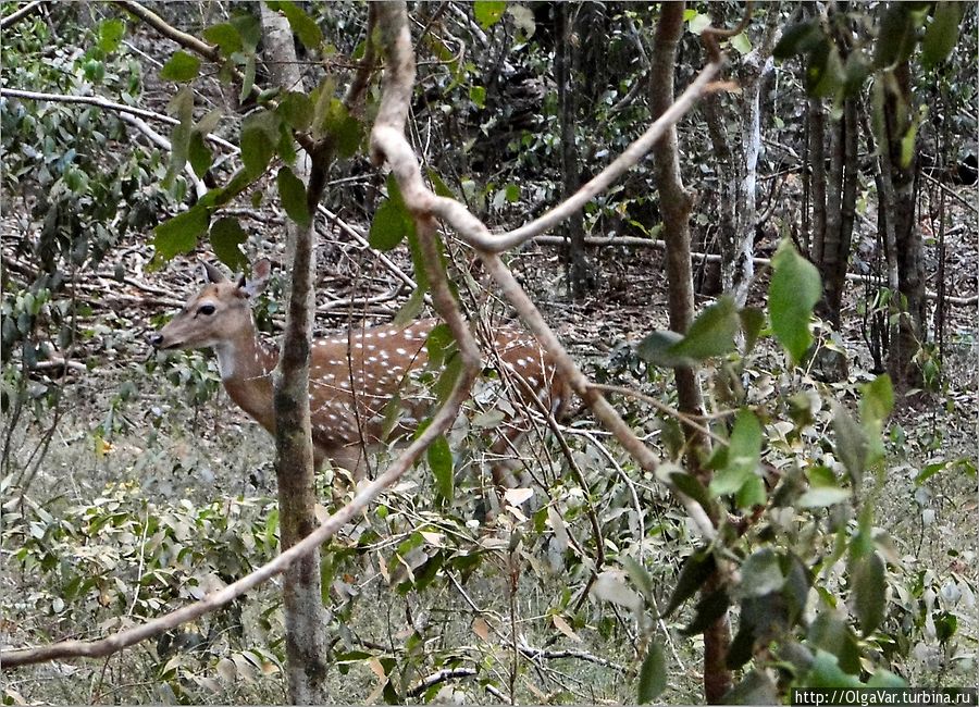 В лесной чаще Уилпатту Национальный Парк, Шри-Ланка