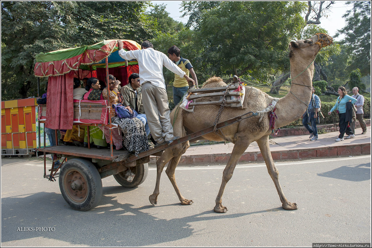 Верблюды на подступах к Мавзолею (Индийские Приключения ч55) Агра, Индия