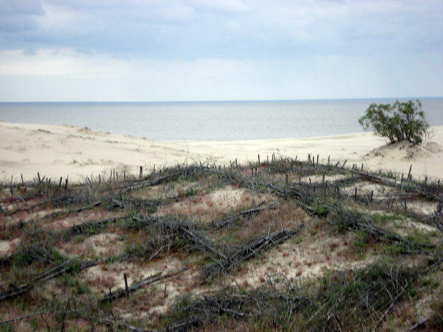 так укрепляют дюны Куршская Коса Национальный Парк, Россия