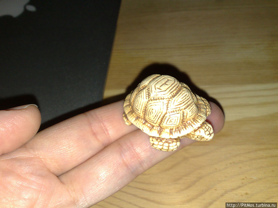 С Днём черепах! С Днём черепах!