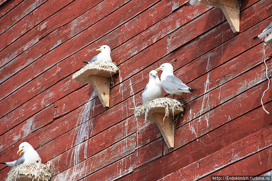 Хорошо живется чайкам в Варде. Вардё, Норвегия