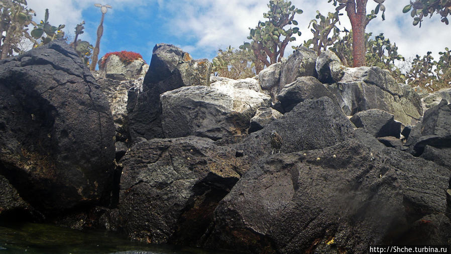 Галапагосы, о Санта Фе. Этап 3 — Купание с морскими львами Остров Санта-Фе, Эквадор