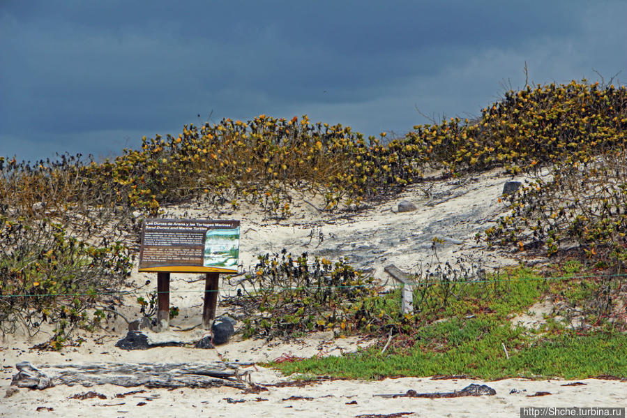 вдоль всего побережья расположились песчаные дюны, прогуляться по которым туристам не предлагается... Пуэрто-Айора, остров Санта-Крус, Эквадор