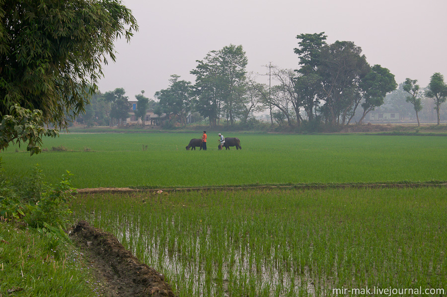 Рис традиционно является главной сельскохозяйственной культурой в Непале. Непал