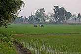 Рис традиционно является главной сельскохозяйственной культурой в Непале.