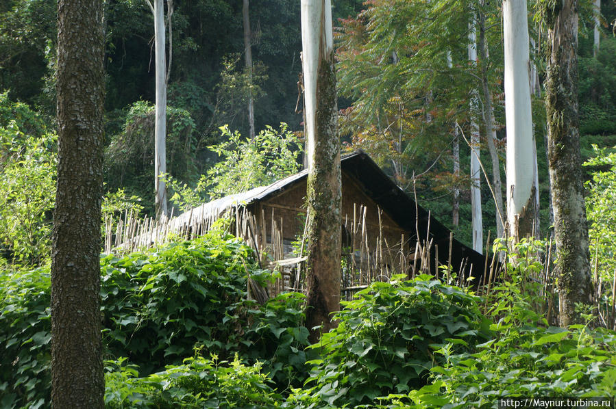 Дорога   узким   серпантином   петляла   среди   тропического   леса,   где   изредка   попадались    хижины, Бандунг, Индонезия