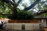 Священное   дерево  Маха  Бодхи.