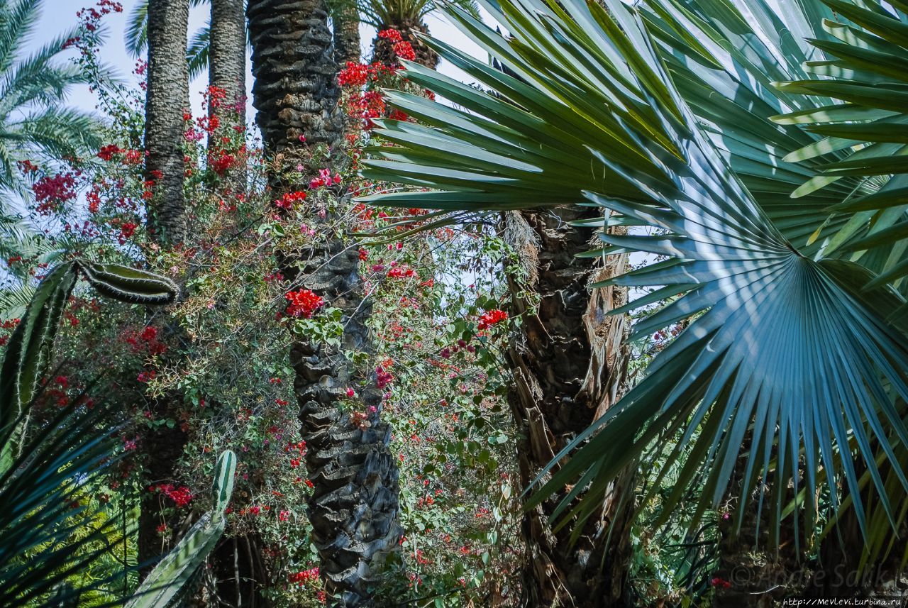 Небольшой сад в Марракеше Марракеш, Марокко