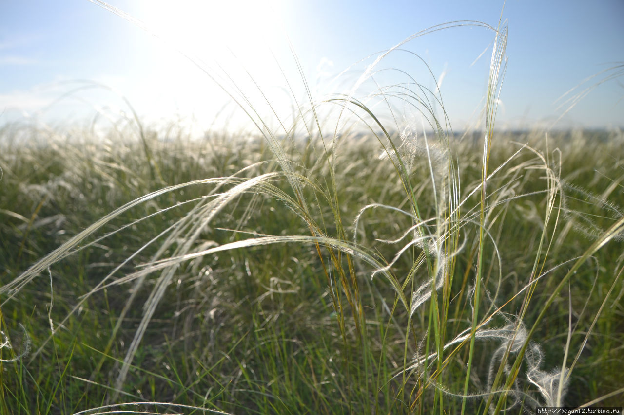 Ковыль Дивногорье, Россия