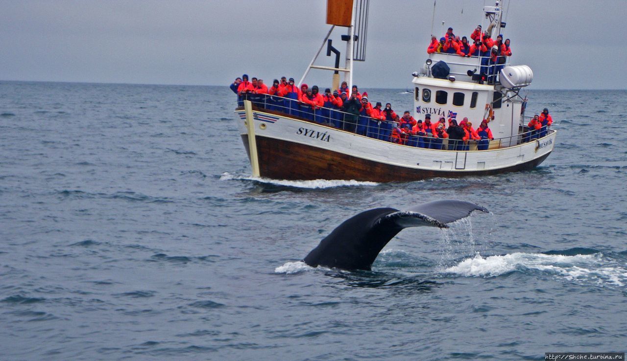 Наблюдение за китами Хусавик, Исландия