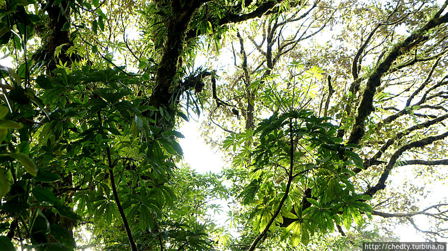Птичка прямо по середине, кто не разглядел я не виноват, чай не страус Птичка прямо по середине, кто не разглядел я не виноват, чай не страус