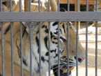 Амурский тигр. Гордость зоопарка,основной вольер откроется 28 декабря 2013 года.
