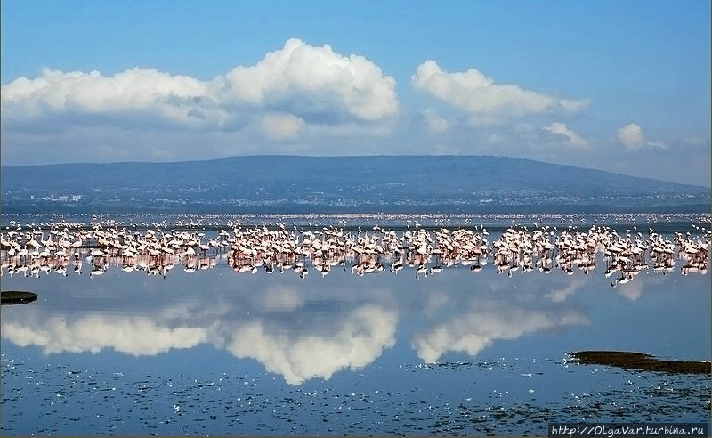 Отражение в зеркале... Озеро Накуру Национальный Парк, Кения