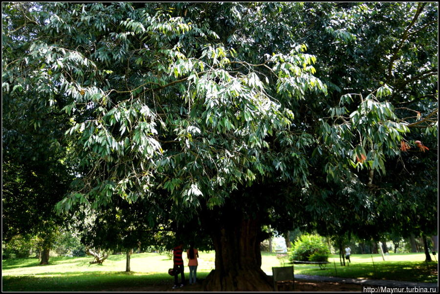 Дерево,  посаженное  Николаем  Вторым. Перадения, Шри-Ланка