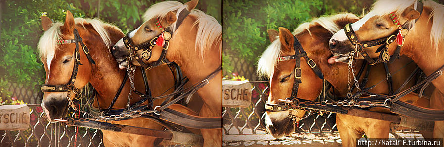 Трогательные лошадки. Несомненно, это любовь) Санкт-Вольфганг, Австрия