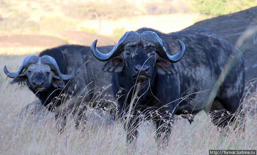 Никогда не знаешь, что у буйвола на уме — легко протаранит любой джип Серенгети Национальный Парк, Танзания
