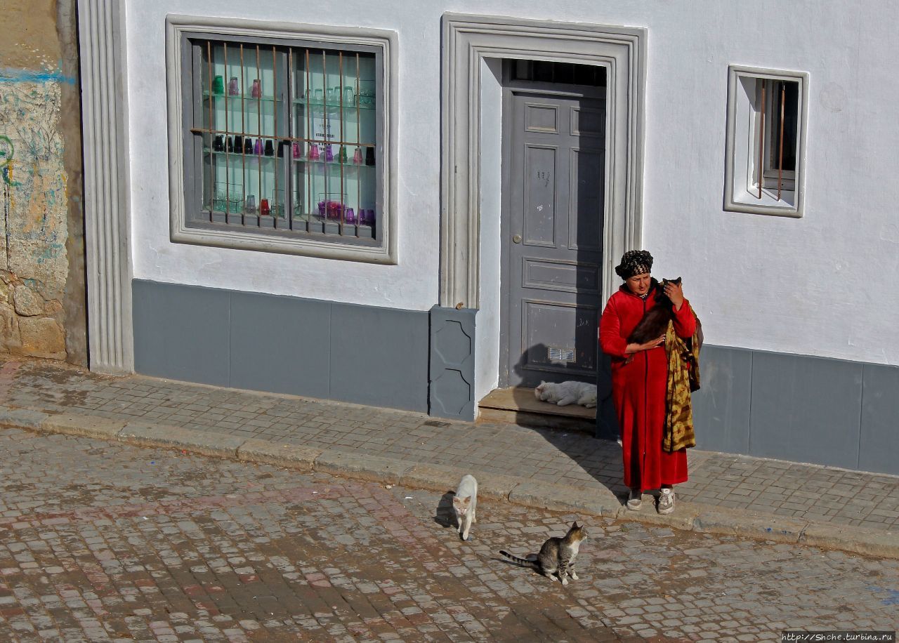 А вот и котиков нам в ленту;) Коты и кошки Мазаргана Эль-Джадида, Марокко