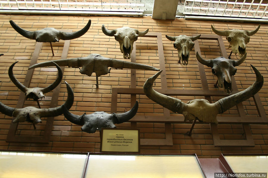 Палеонтологический музей Москва, Россия