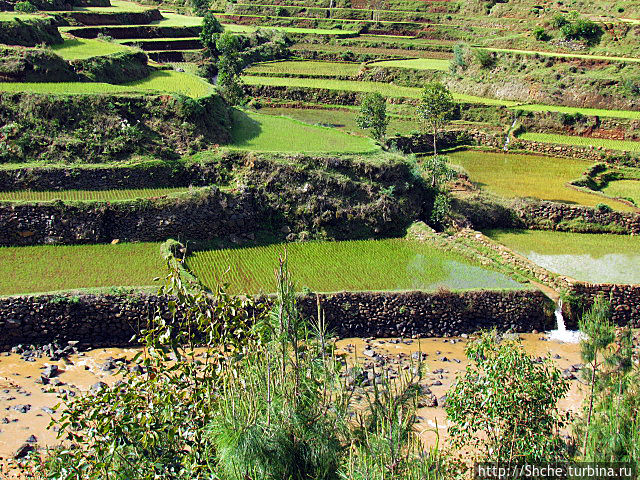 Короткая остановка с чудо-видом на рисовые террасы Антанифутси, Мадагаскар
