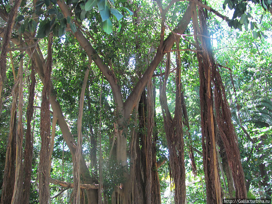 Вход в ботанический сад. Тель-Авив, Израиль Вход в ботанический сад. Тель-Авив, Израиль