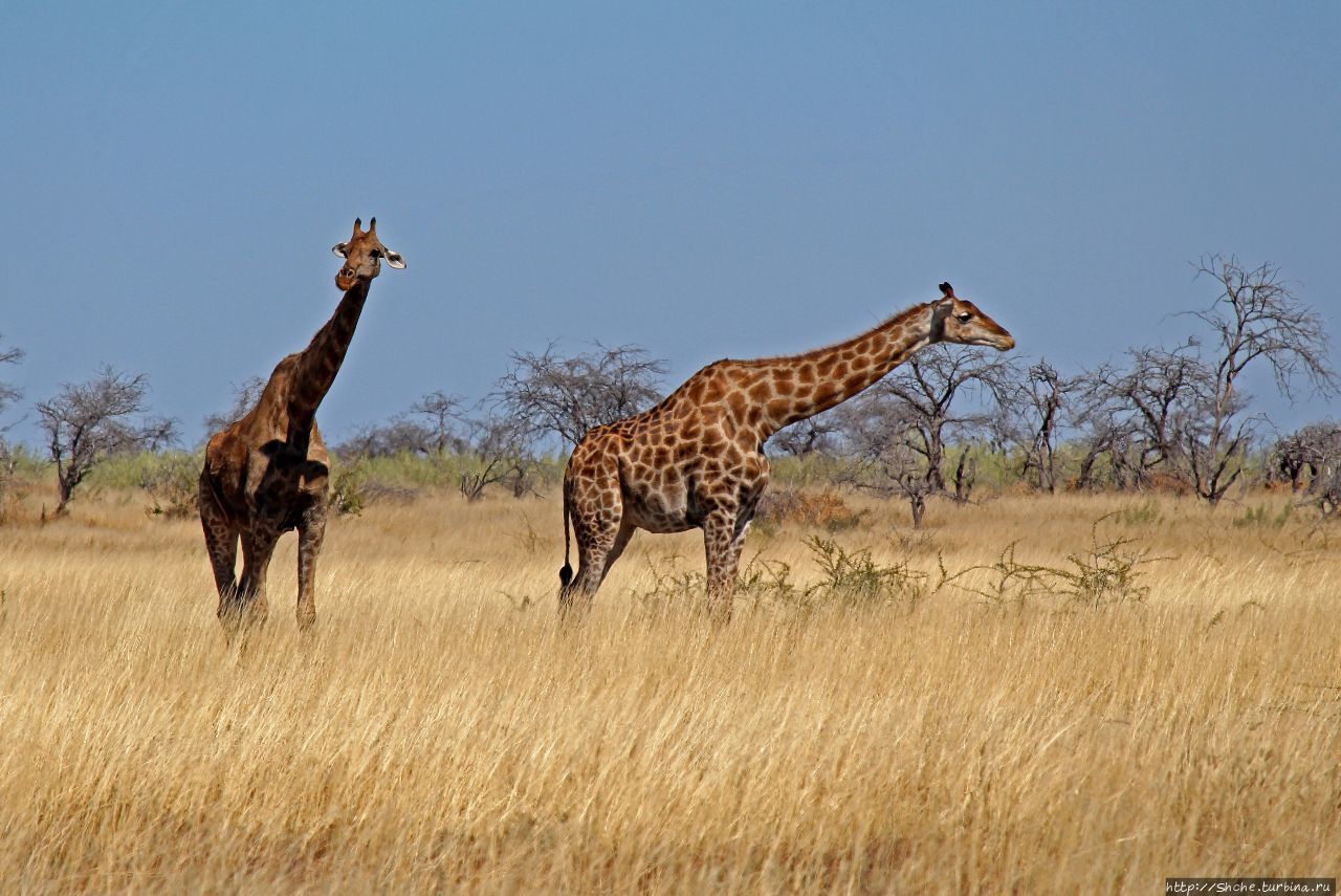 Вот Гну и Импала, они, если честно не пара, не пара, не пара Этоша Национальный Парк, Намибия Вот Гну и Импала, они, если честно не пара, не пара, не пара Этоша Национальный Парк, Намибия
