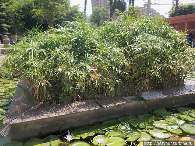 Клумба с папирусом Клумба с папирусом