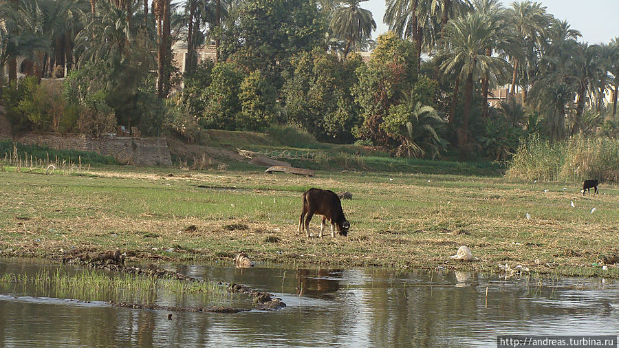 На берегах Нила пасутся коровы На берегах Нила пасутся коровы