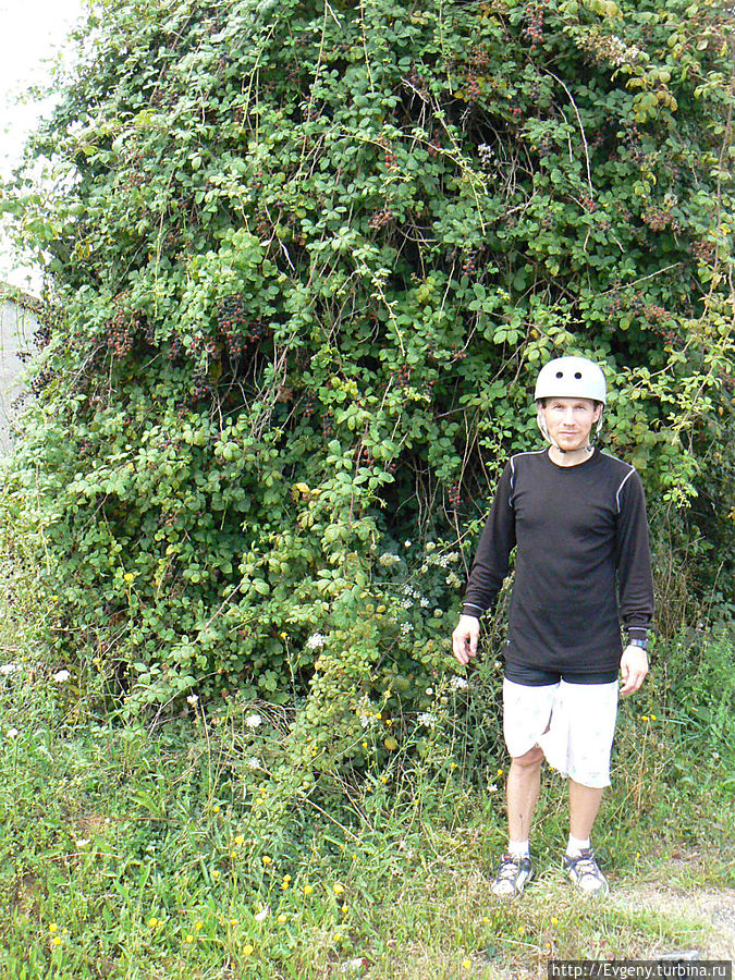 Куст ежевики, которой во Франции просто немерено. Куст ежевики, которой во Франции просто немерено.