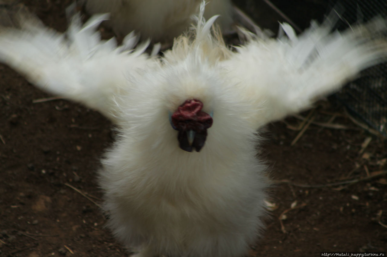 Не было печали... Не было печали...