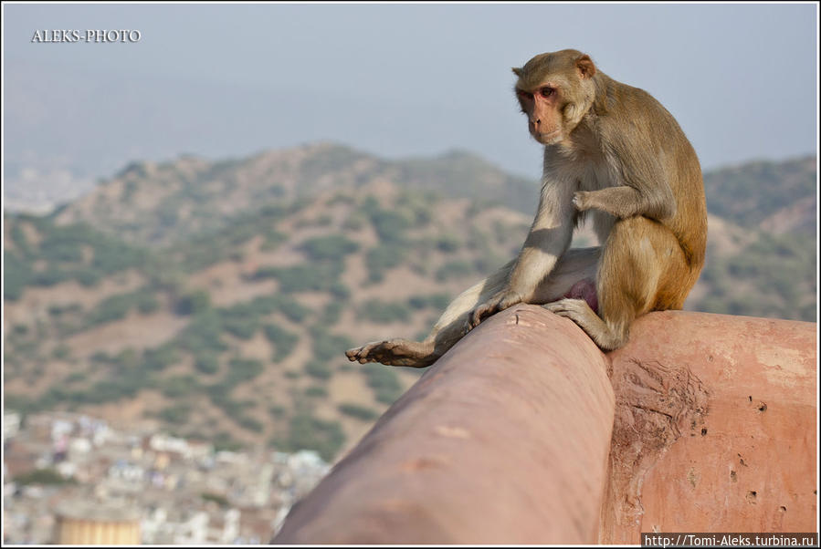 А ты сидишь себе, свесив ноги вниз и наблюдаешь...
* Джайпур, Индия