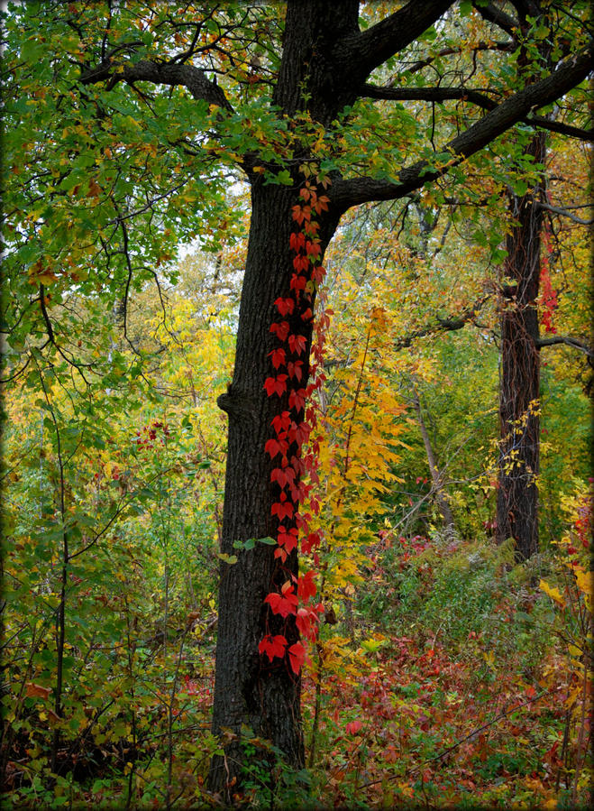 Моя патриотическая осень Россия Моя патриотическая осень Россия
