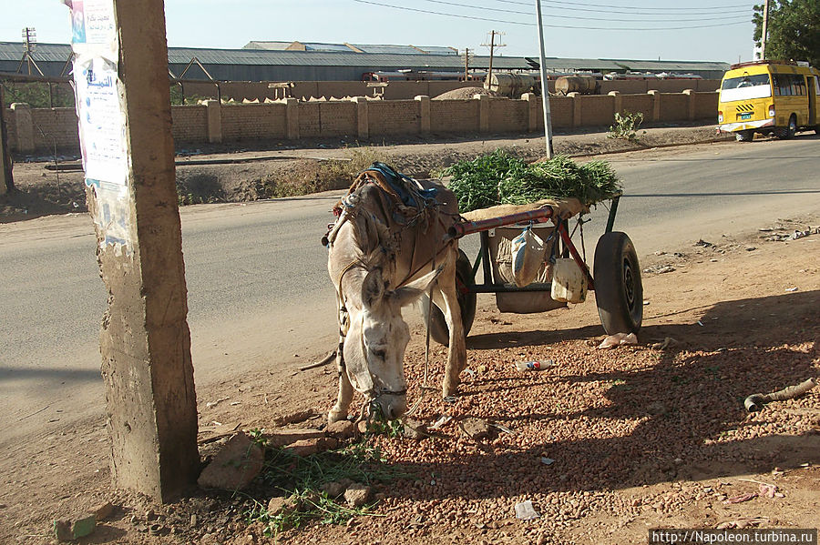 Всадник без компаса Шенди, Судан