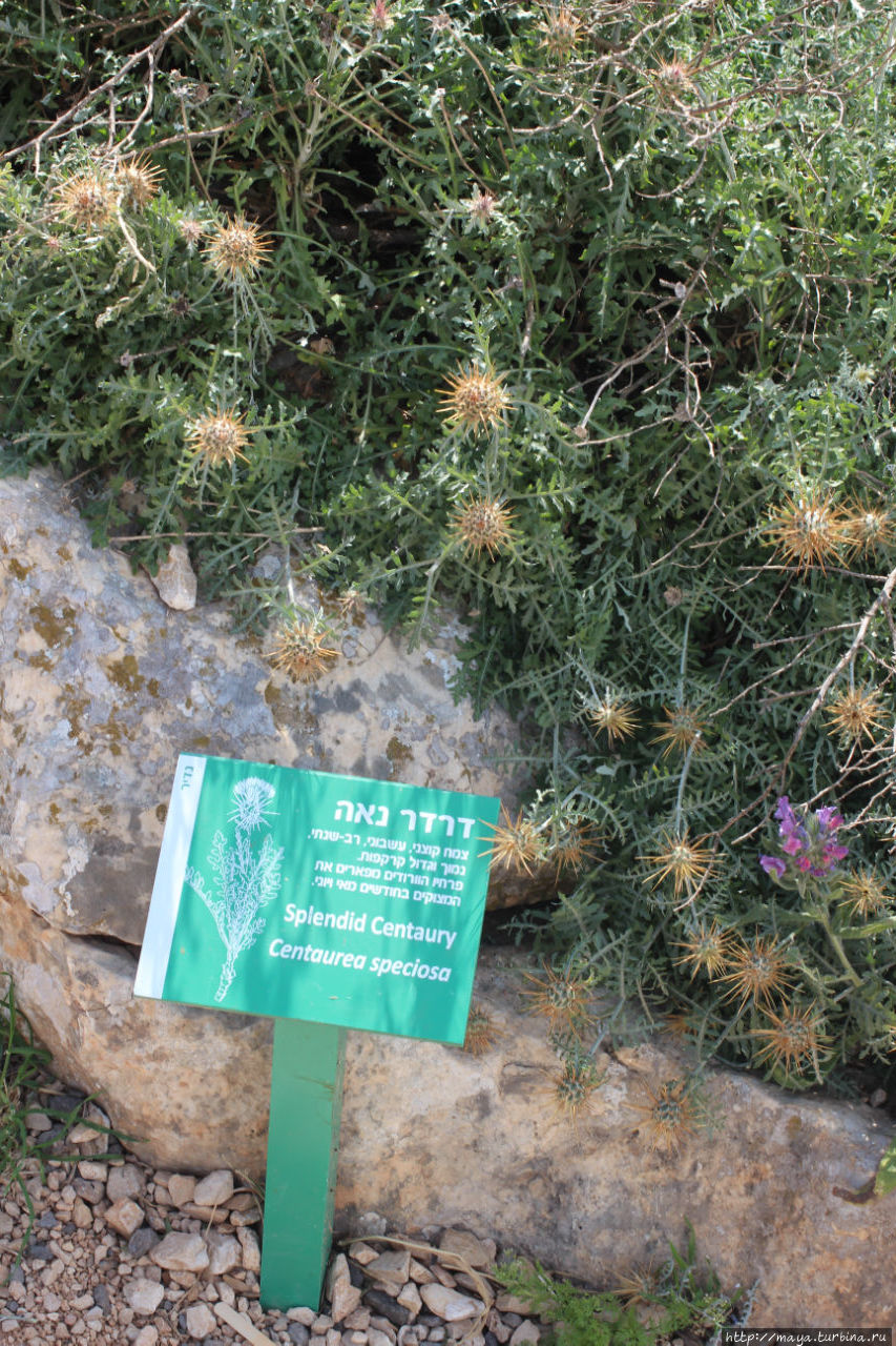 Табличка у цветка Хамам, Израиль