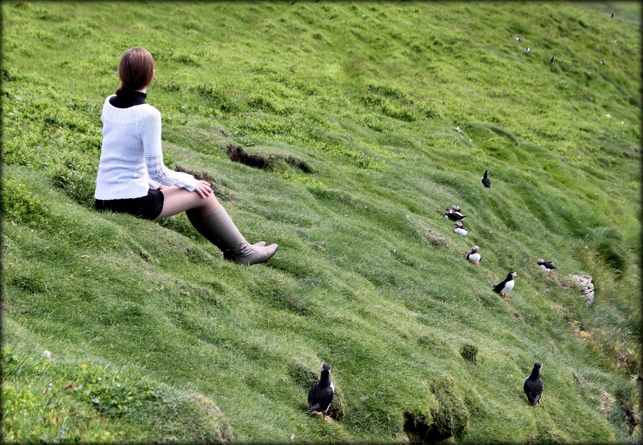 Носатый толстячок или пернатое очарование Фарерских островов Остров Мичинес, Фареры