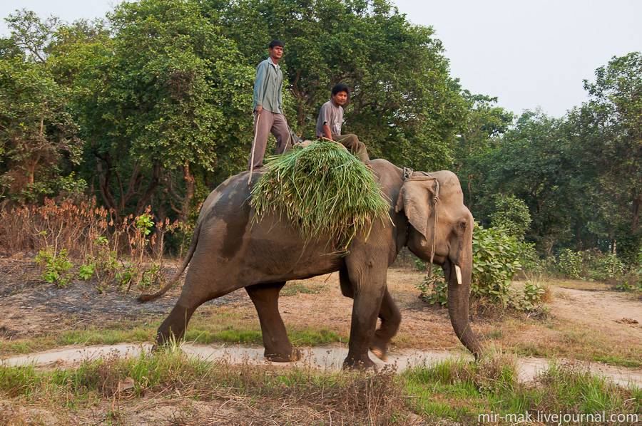 Слон здесь не только является транспортом и главным помощником по хозяйству, но еще он приносит небольшой доход, катая туристов по джунглям. Поэтому слонов здесь уважают и бережно ухаживают за ними. Непал