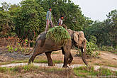 Слон здесь не только является транспортом и главным помощником по хозяйству, но еще он приносит небольшой доход, катая туристов по джунглям. Поэтому слонов здесь уважают и бережно ухаживают за ними.