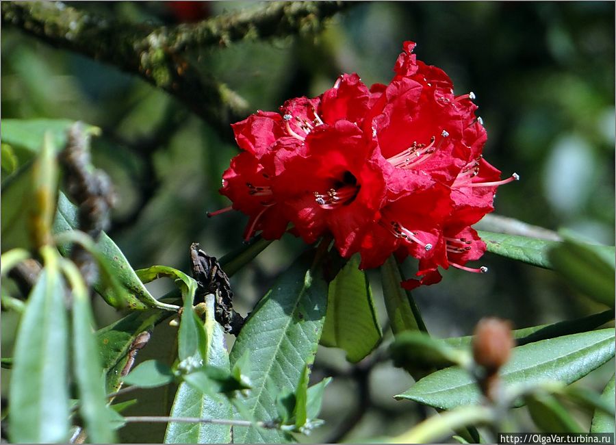 А самыми яркими и сочными казались красные цветы лали гуранса. Непал