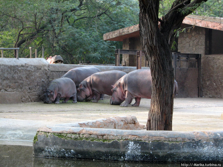 Национальный зоологический парк, Нью-Дели, Индия Дели, Индия