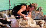 Мировой рекорд стрижки овцы — 46 секунд!