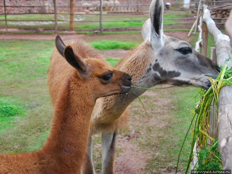 Сначала были гуанако, длинноногие, легкие и быстрые. А потом от них пошли ламы, сильные, выносливые и неторопливые. Регион Куско, Перу Сначала были гуанако, длинноногие, легкие и быстрые. А потом от них пошли ламы, сильные, выносливые и неторопливые. Регион Куско, Перу