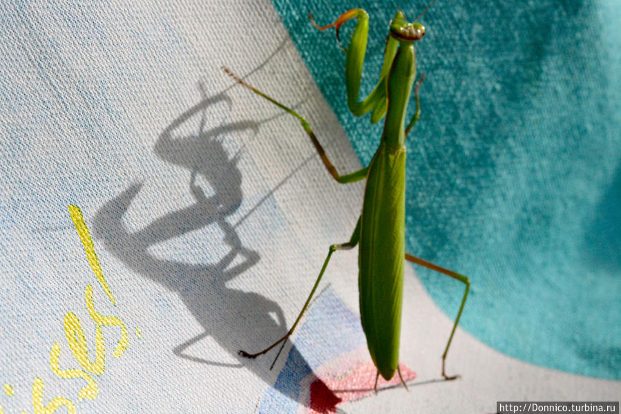 Молился ли ты на ночь, Богомол? Каталония, Испания Молился ли ты на ночь, Богомол? Каталония, Испания