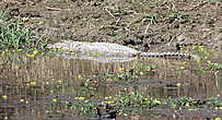 Читванский крокодил