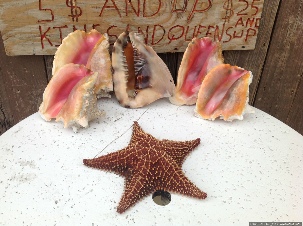 Багамская фауна — раковины и морская звезда.