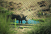 Один из самых опасных видов носорогов