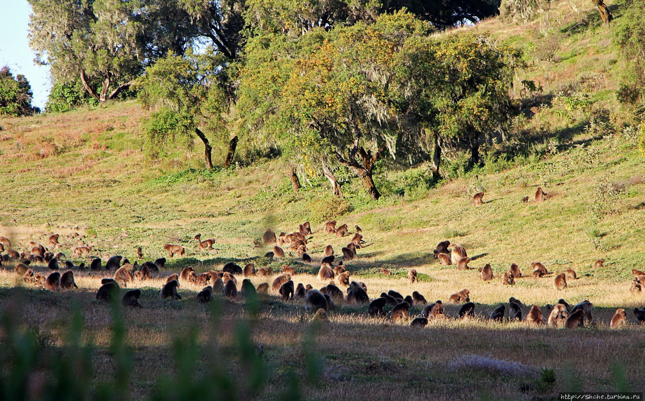 Национальный парк Сымен. Знакомство с горами и геладами Сымен Национальный Парк, Эфиопия Национальный парк Сымен. Знакомство с горами и геладами Сымен Национальный Парк, Эфиопия