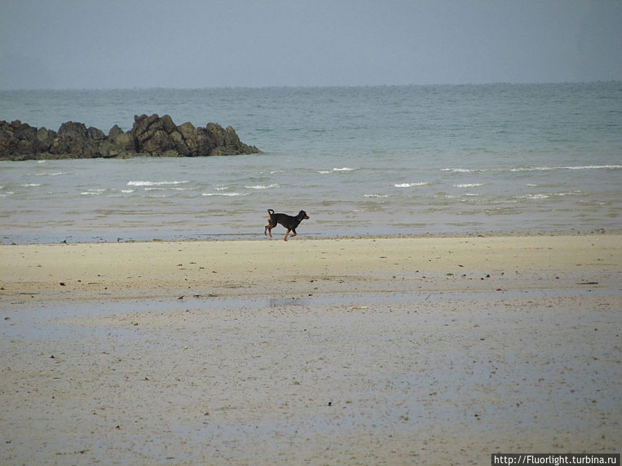 Собака бежит вслед за морем Остров Яо-Ной, Таиланд