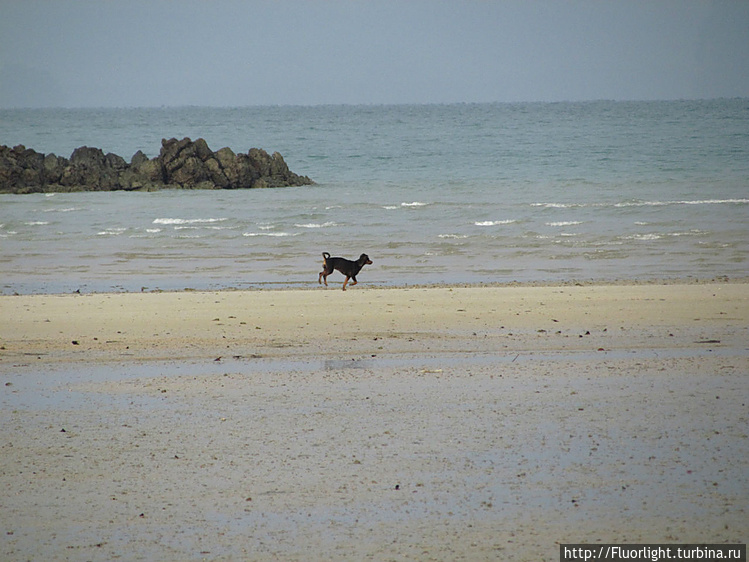 Собака бежит вслед за мор