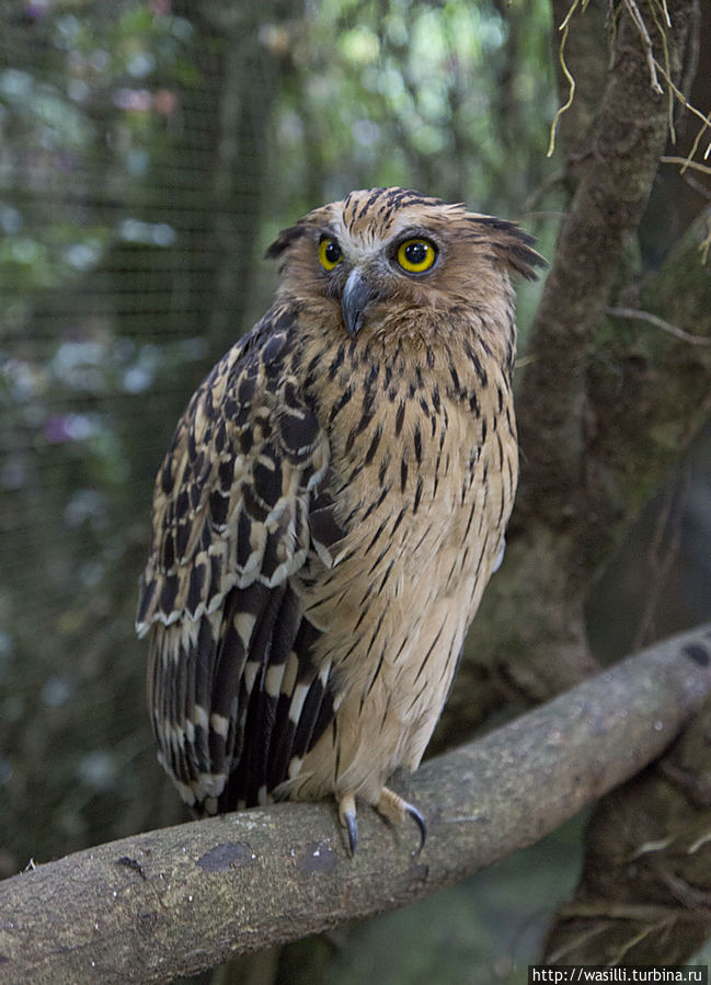 Мудрый филин. Мудрый филин.